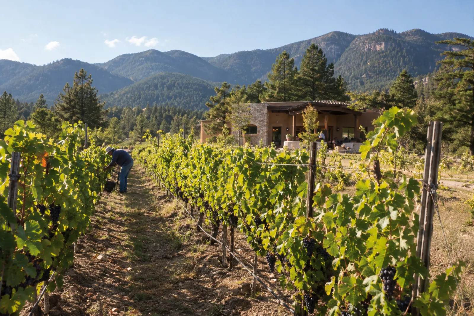 Tempranillo rows with the mountains behind