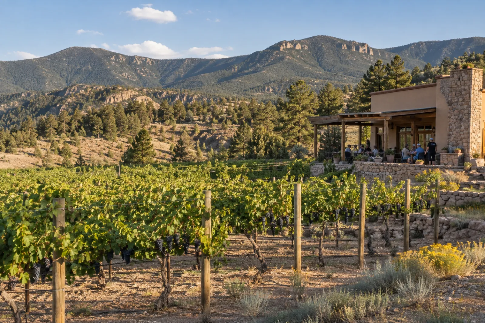 the vineyard against the Sacramento range, in warm afternoon light